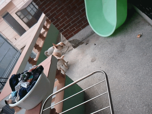 로또토와 베란다 이용기