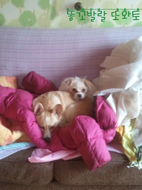 로또와 토토 이사 완벽 적응기