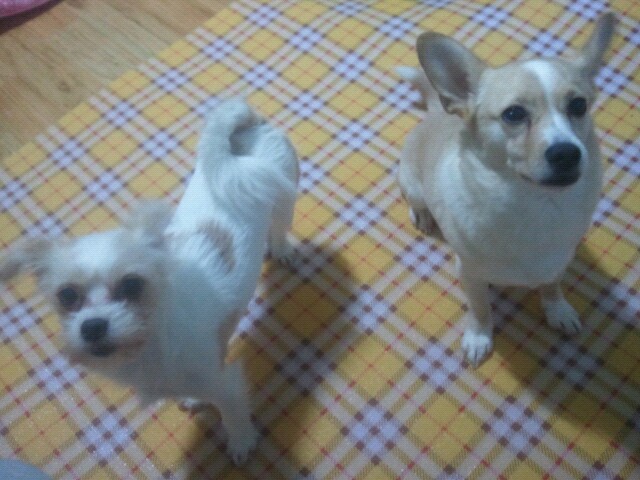 슬개골탈구예방 & 보온 바닥매트!