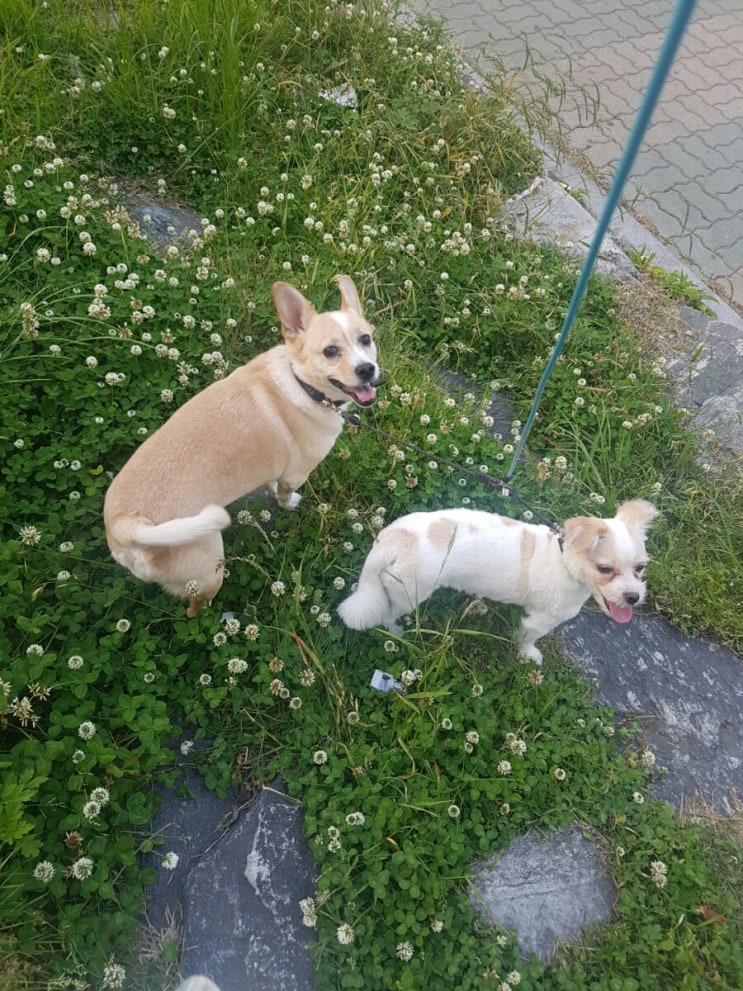 꽃개 되긴 글렀다