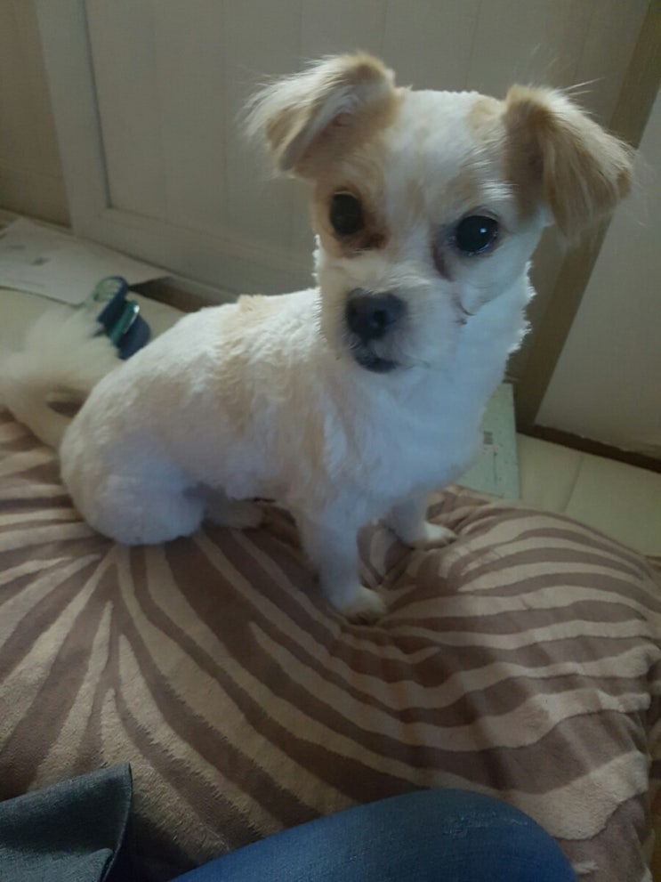 반려견 홈 셀프 미용 feat 토토