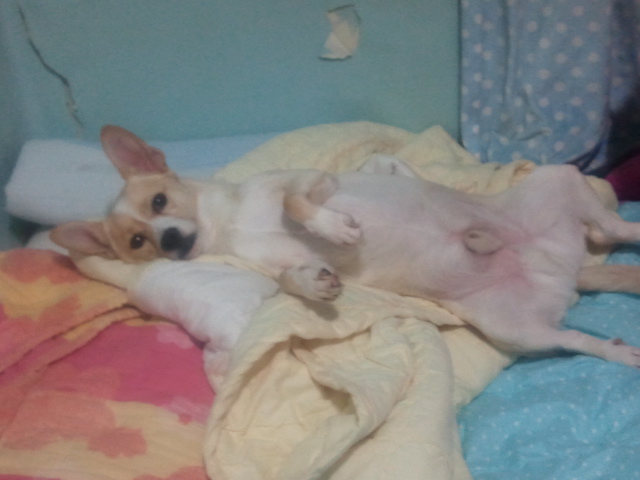 비가 오는 날엔~ 토토와의 첫만남