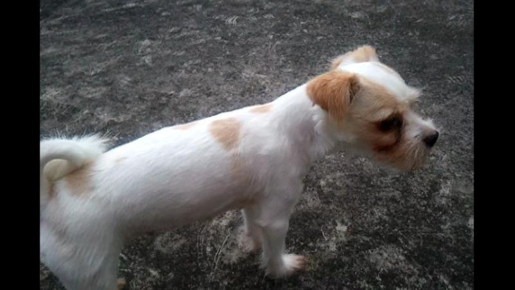 애견 거친 호흡에 관하여 