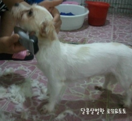 집에서애견미용하기/ 로또 토토 털빠지는 날!