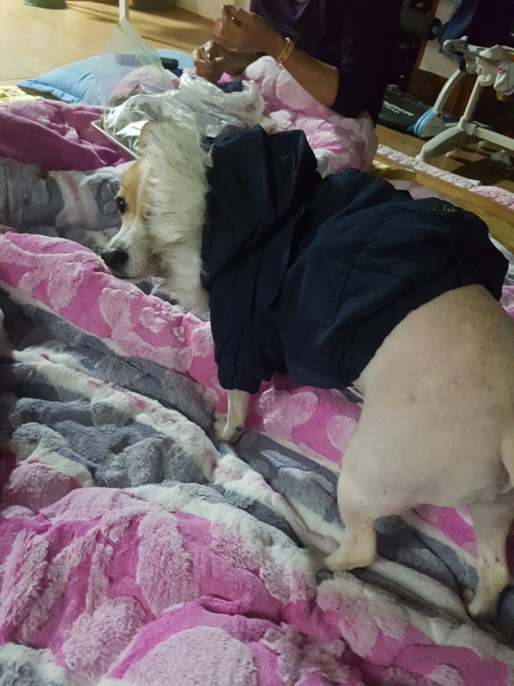 꼬까옷 입고 산책하기