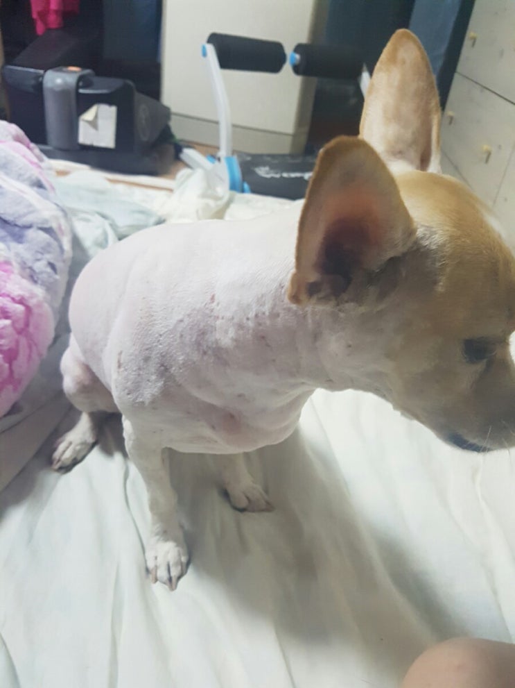 이불 속에 핀 꽃 두송이