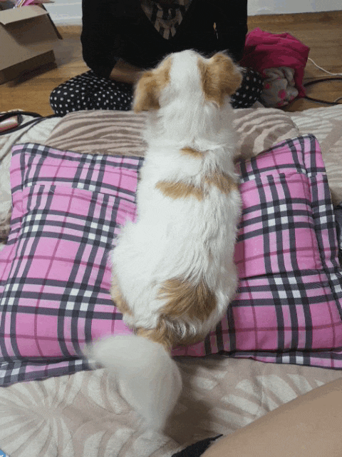 사랑스런 스토커 토토