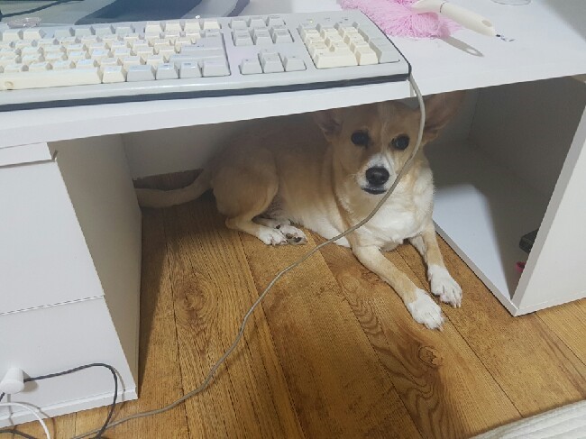 책상 밑 숨은 로또