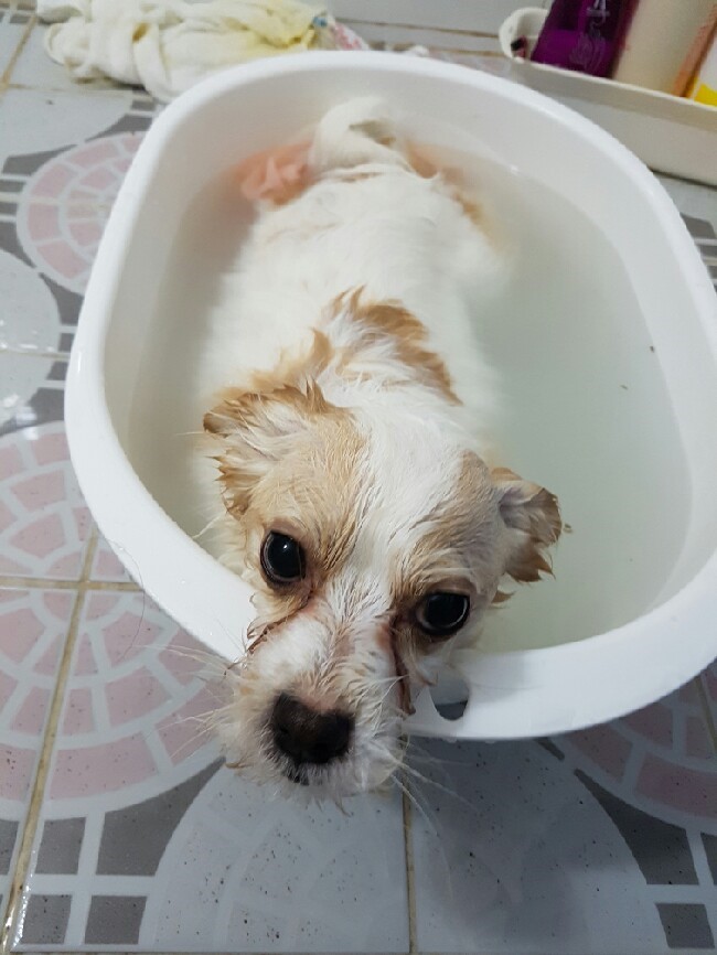 애견 목욕 방법 나만의 노하우