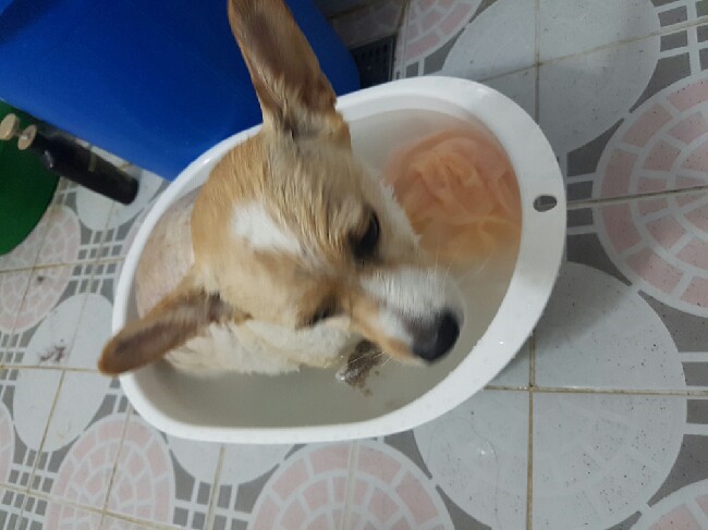 로또 일기 애견 약욕시키기