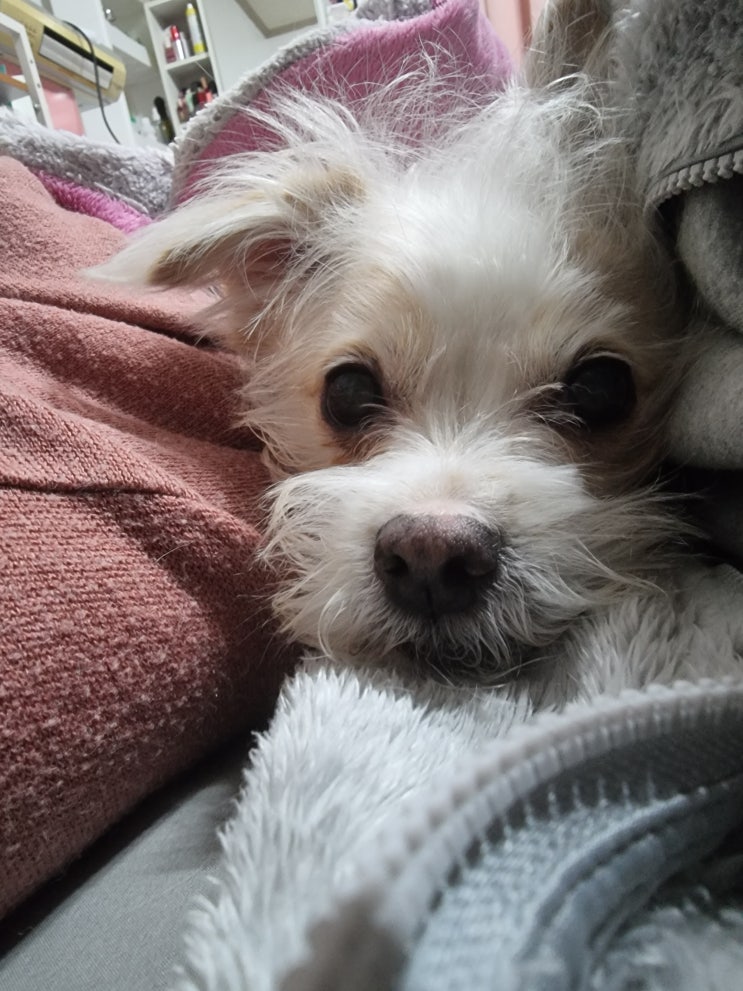 요즘 애들 자는 거 구경하는 맛으로 산다ᵔᴥᵔ