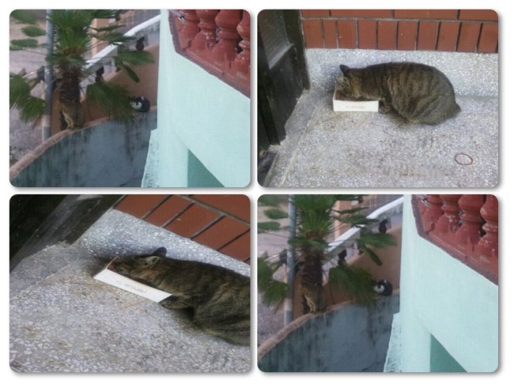 송찬호 / 고양이가 돌아오는 저녁