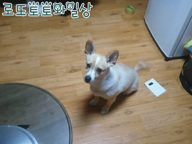 울똥 강아지 애견 수제간식 만들기