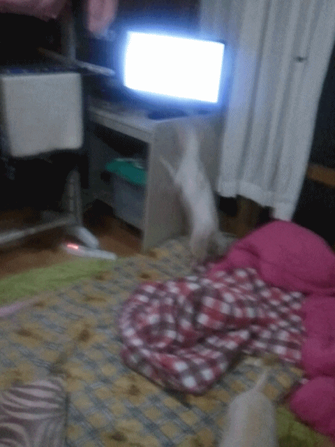 백만년만의 로또 토토 근황