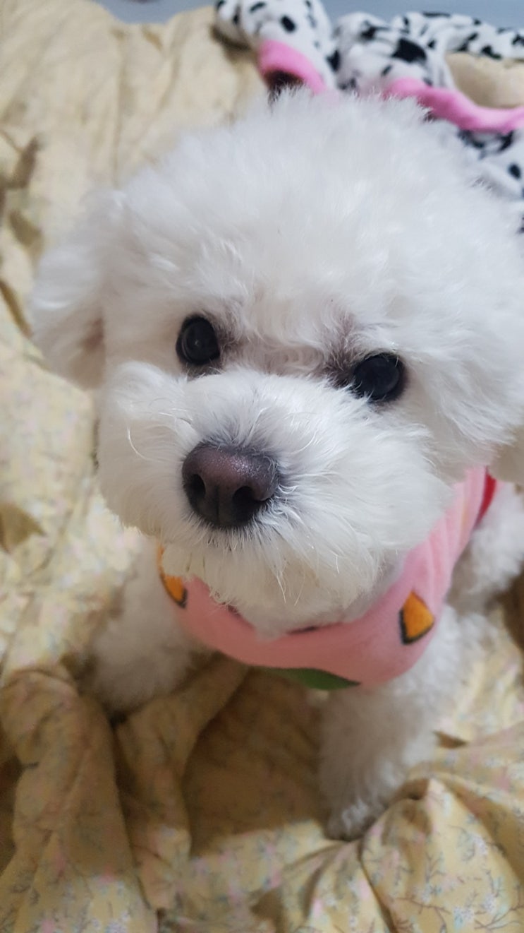 새식구가 된 지 약 2년만에 인사올리는 사고뭉치 두부! (귀염주의)