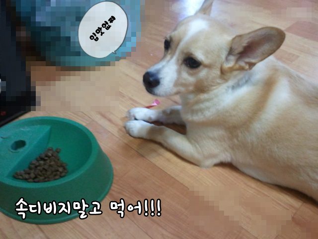 사료 안먹고 속석이는 로또!