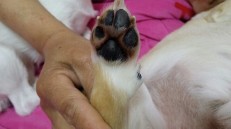 멍뭉이밤을 기억하시나요? 인증샷 후기 포스팅